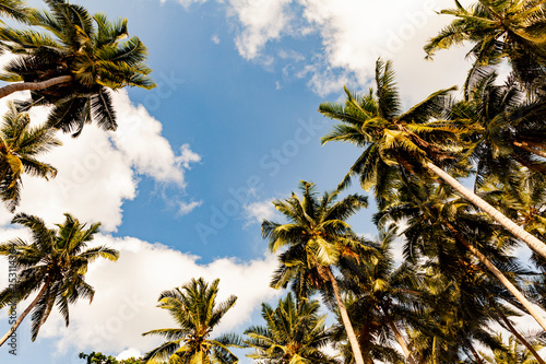 Palm trees against blue sky  Palm trees at tropical coast