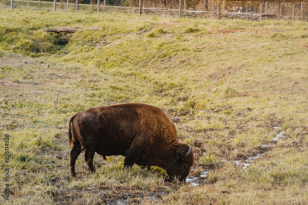 A Bison Feeds at the Nature Reserve in Jester Park, Iowa
