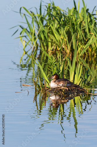 Great crested grebe nesting
