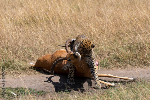A female leopard dragging an impala carcass through the grasslands of Masai Mara National Reserve during a wildlife safari