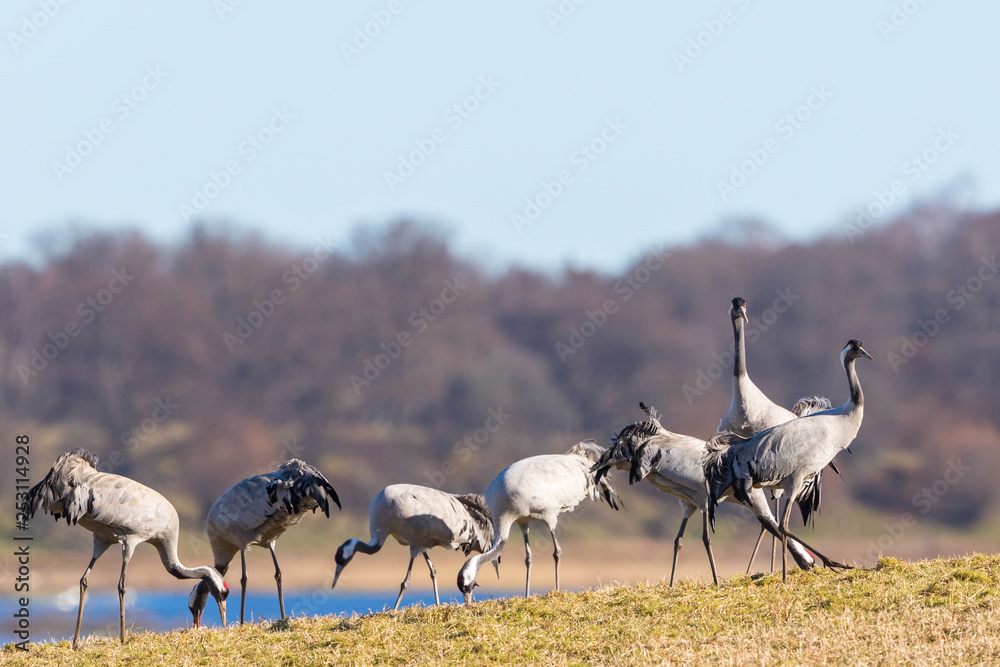 Fototapeta premium Flock of Cranes on the field