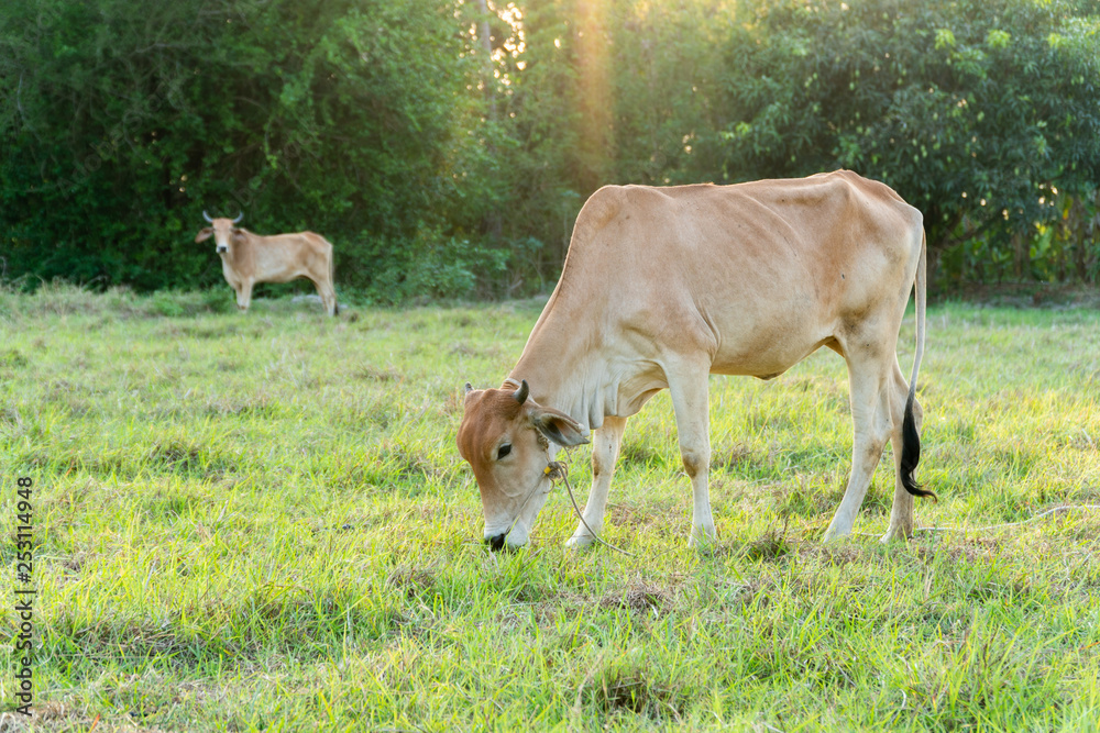 Brown Cow grazing grass on a green meadow in farm with sunrise. Brown Cow grazing grass on a green meadow in farm with sunrise.