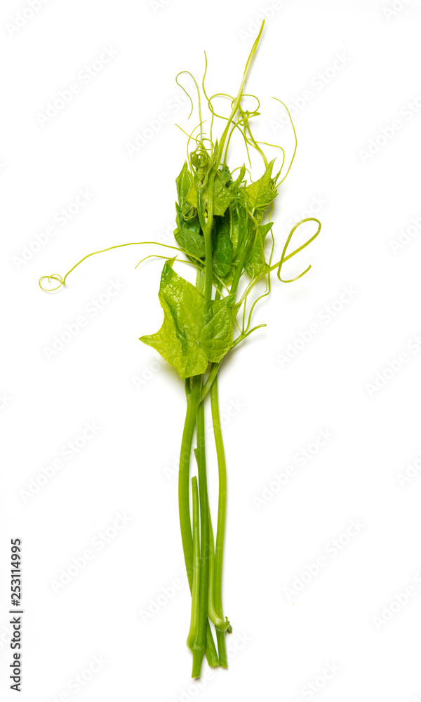 Obraz premium luffa leaf isolated on white background