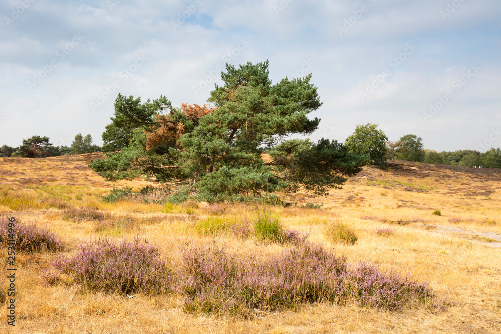 Heideblüte, Westruper Heide, Naturpark Hohe Mark, Münsterland, Nordrhein-Westfalen, Deutschland, Europa Heideblüte, Westruper Heide, Naturpark Hohe Mark, Münsterland, Nordrhein-Westfalen, Deutschland, Europa