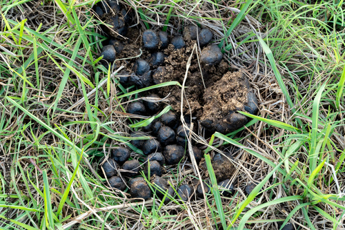 Dry Cow dung drop on grass field.