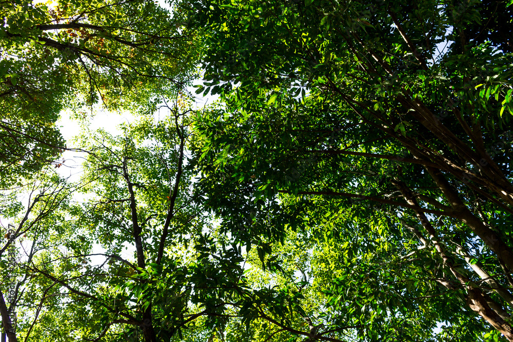Fototapeta premium Background of nature