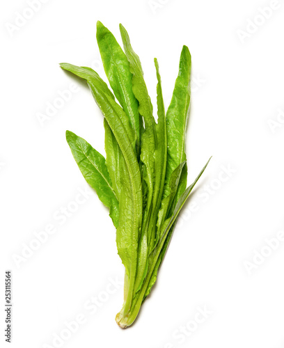 fresh leaf lettuce isolated on white background