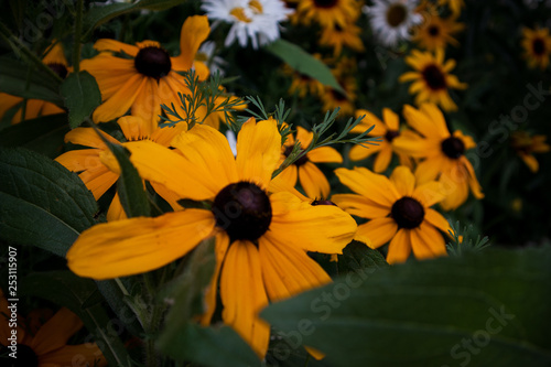 yellow flowers in garden