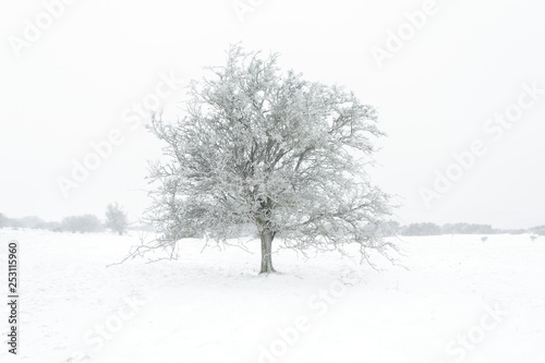Wallpaper Mural Lone ice covered tree in the snow Torontodigital.ca
