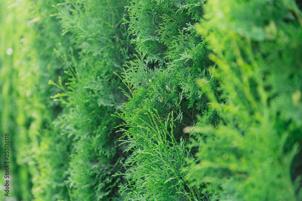 Background of green thuja branches, natural green texture.