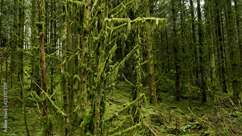 mossy woodland © Aartwood