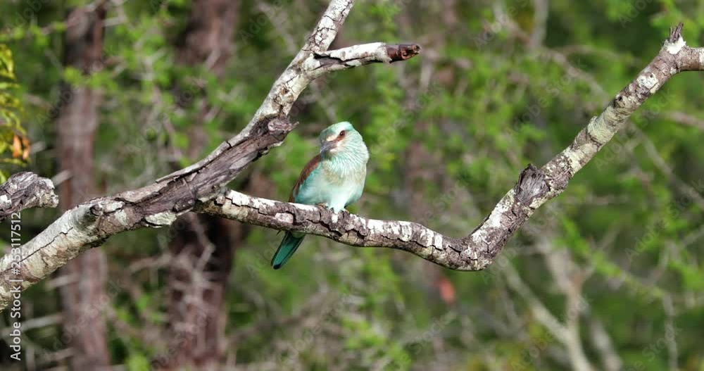 bird bird