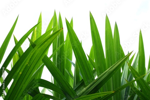 Pandan Leaf | Bai toey | They are long, shiny leaves with a unique flavour that has no substitute. They are used fresh to perfume dishes and can be pounded to extract a natural green food color photo