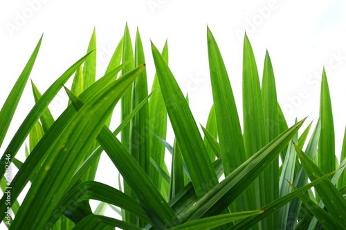Pandan Leaf | Bai toey | They are long, shiny leaves with a unique flavour that has no substitute. They are used fresh to perfume dishes and can be pounded to extract a natural green food color