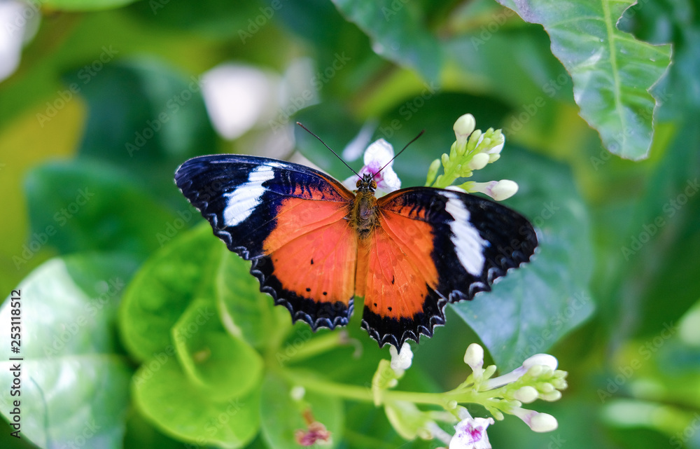 Leopard Lacewing butterfly.