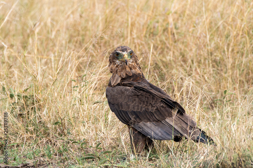 A tawny eagle sitting on the ground in the vast grasslands of Masai mara National Park during a wildlife safari