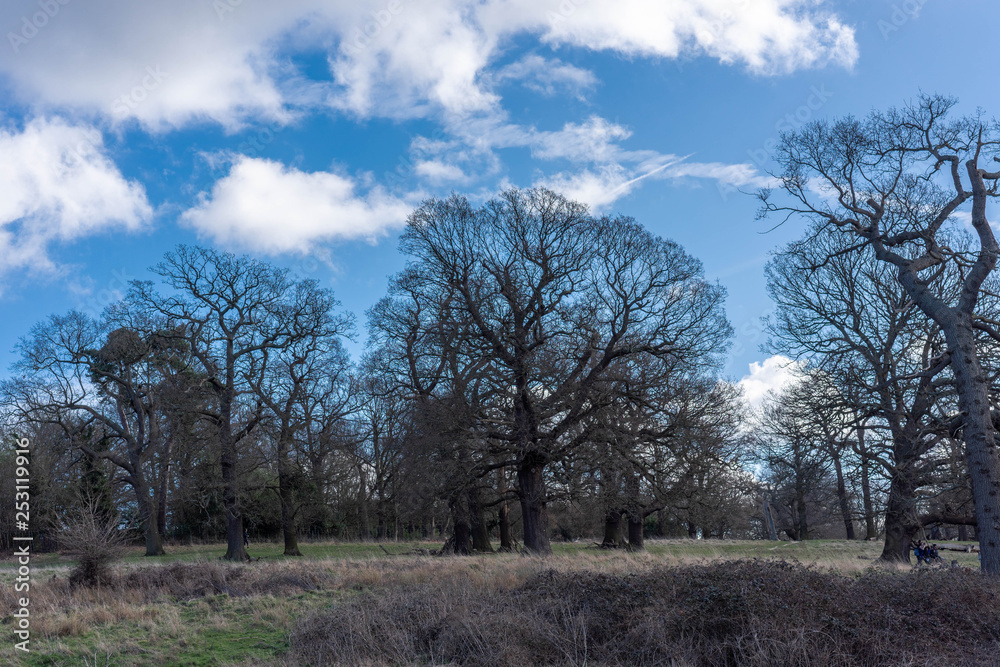 Obraz premium trees and blue sky