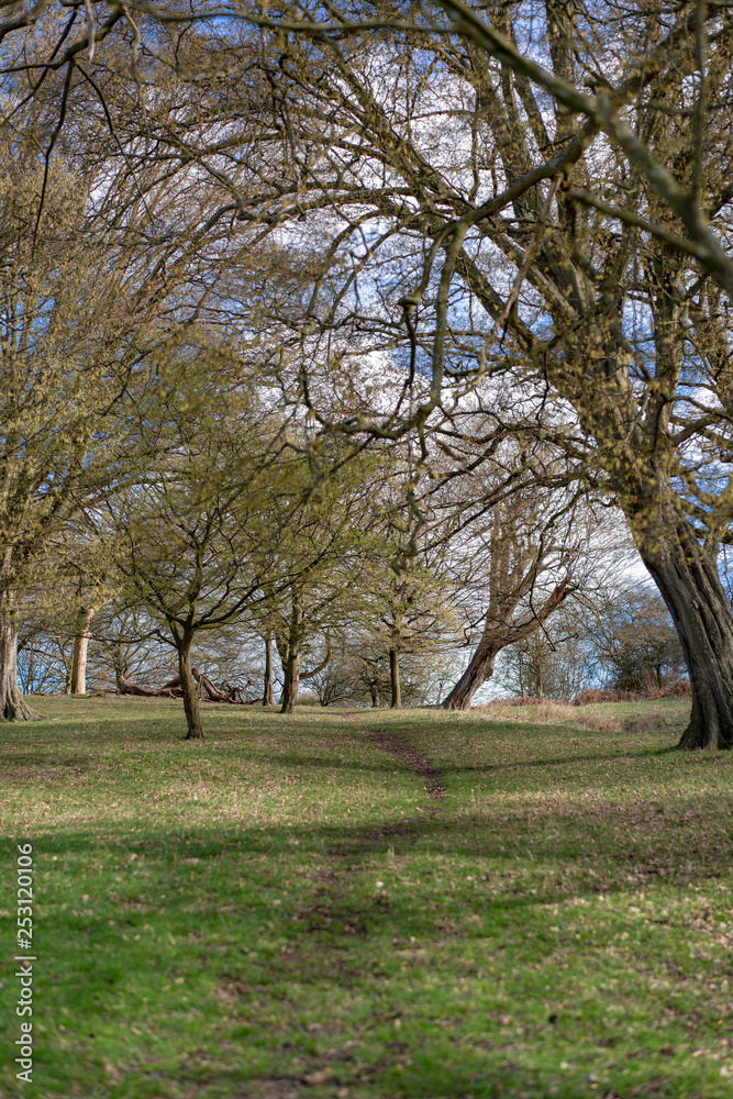 Fototapeta premium trees in the park