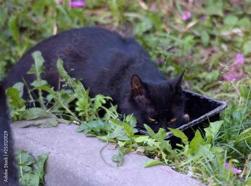 stray cat on the street photo