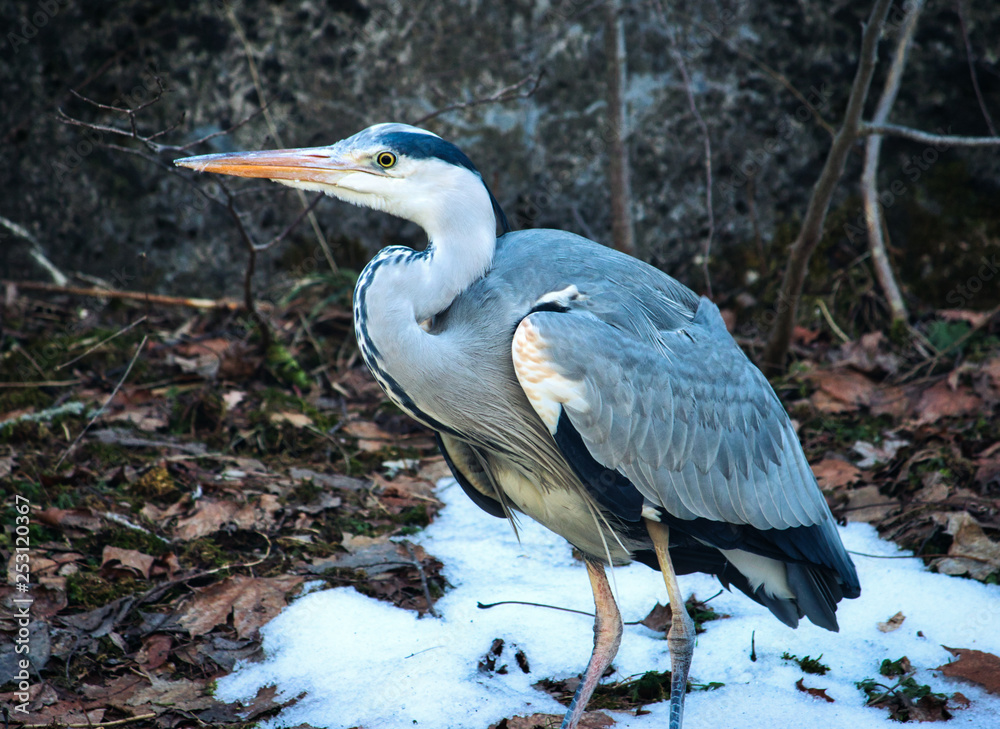 A great blue heron standing on the snow in a forest A great blue heron standing on the snow in a forest