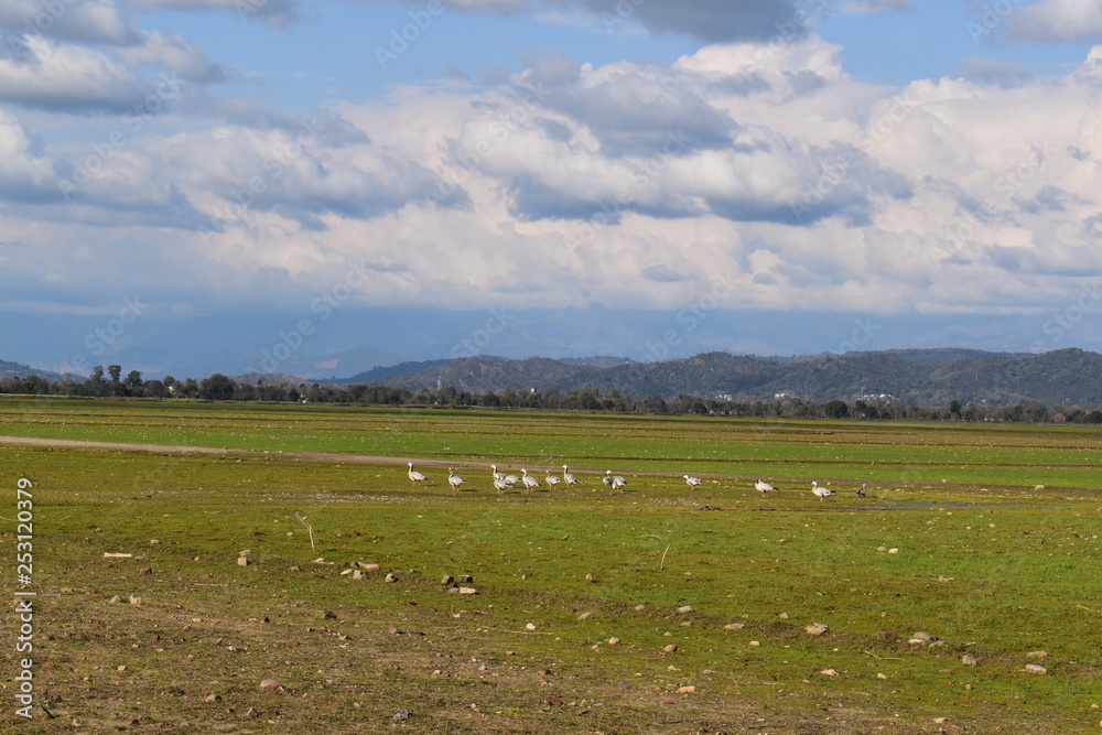 The Pong wetland