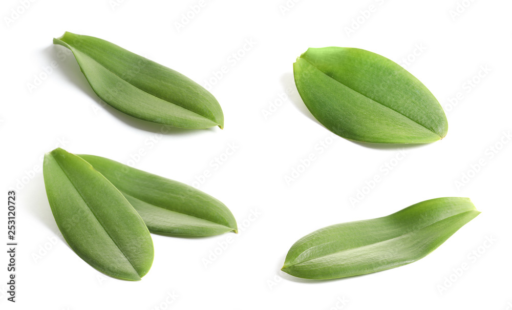 Set of tropical green orchid leaves on white background Set of tropical green orchid leaves on white background