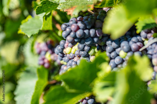 blue grapes in vineyard