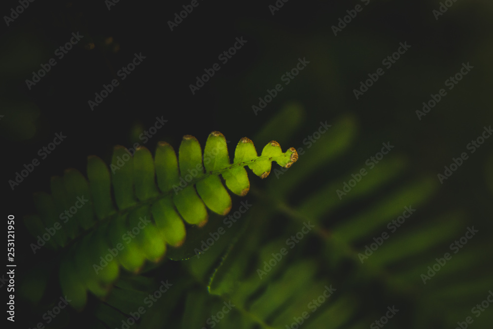 Fototapeta premium Beautiful creation details of a leaf.
