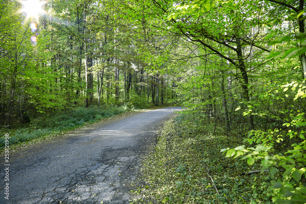 Spring road and free space for your decoration. Spring road and free space for your decoration.