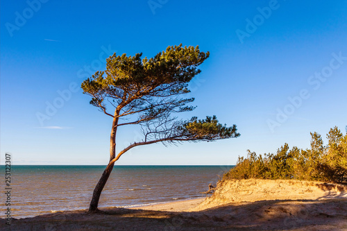 a lonely pine near the sea