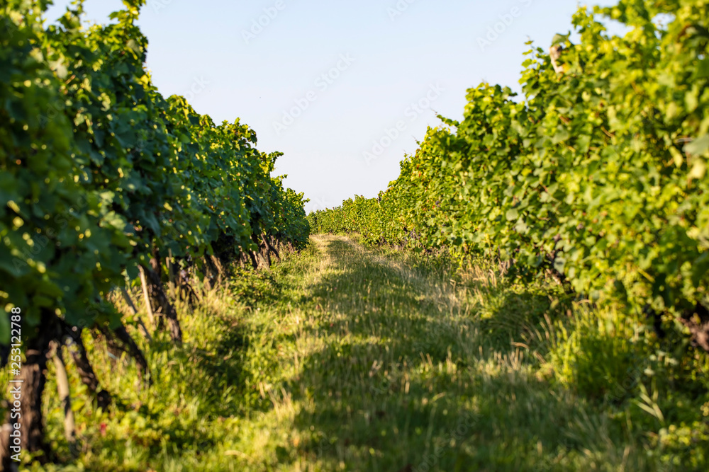green vineyards landscape