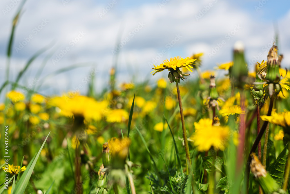 Yellow blooming dandelions on spring meadow