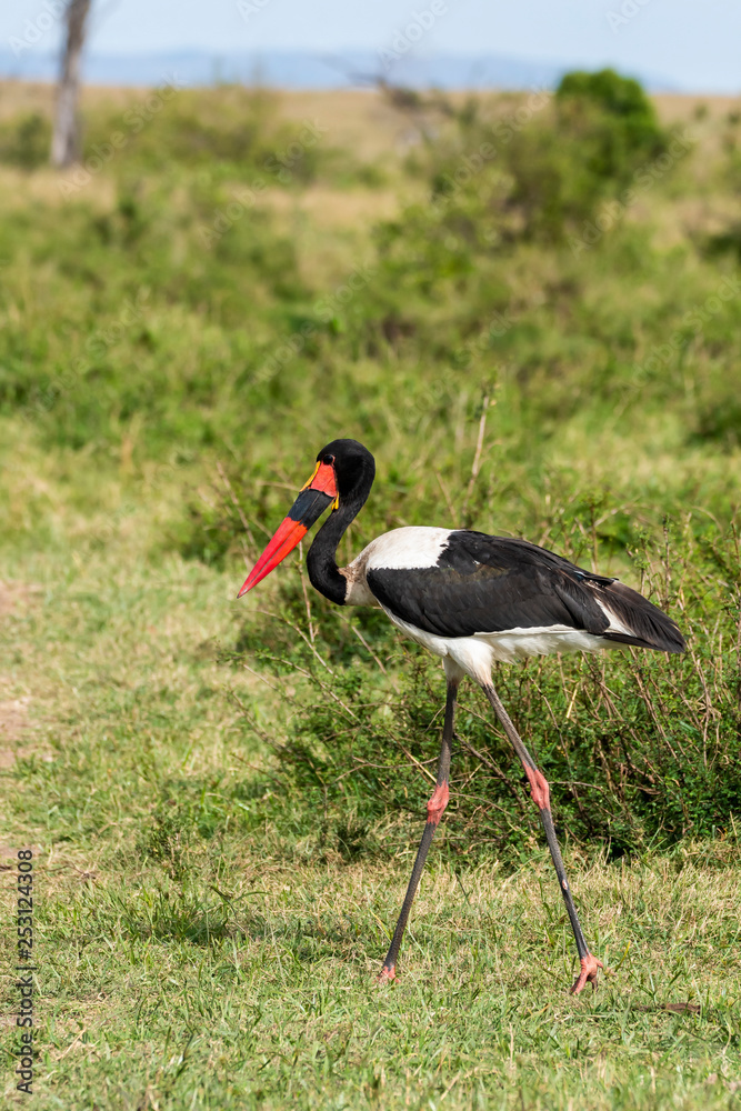 A saddle bill stork resting in the plains of Mara during a wildlife safari inside Masai Mara National Park