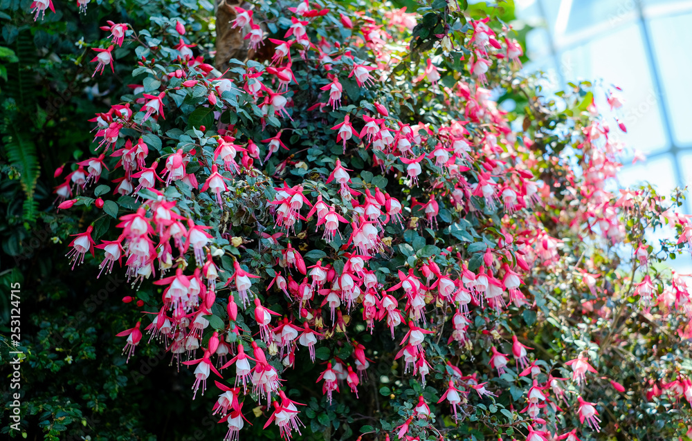 Blooming fuchsia in the garden 