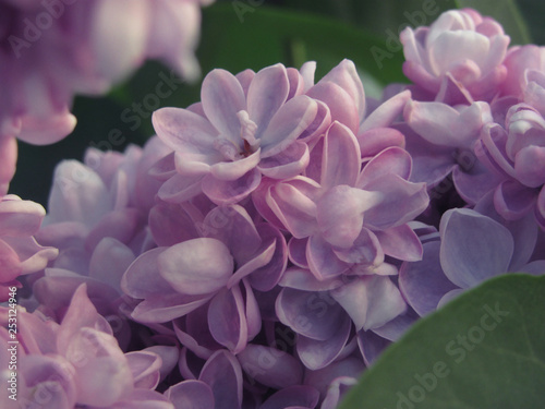 lilac May spring
