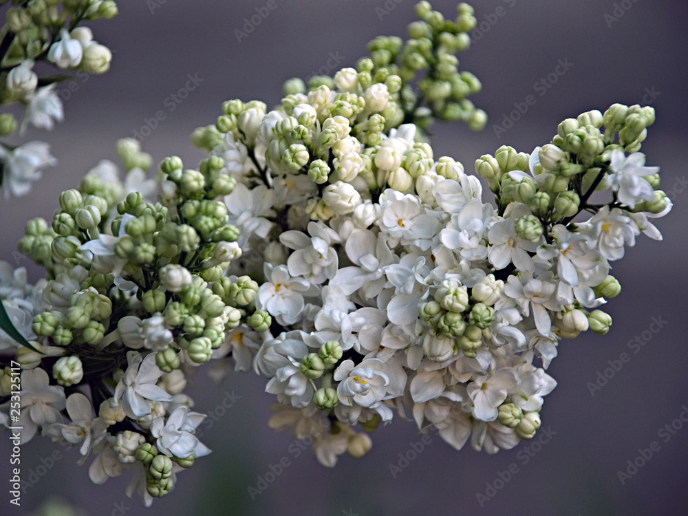 Blooming lilac. Beautiful lilac flowers. Spring Flowers. Green branch with spring lilac flowers. Blooming lilac. Beautiful lilac flowers. Spring Flowers. Green branch with spring lilac flowers.