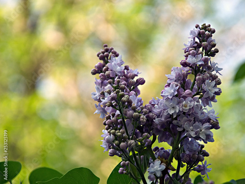 Blooming lilac. Beautiful lilac flowers. Spring Flowers. Green branch with spring lilac flowers.