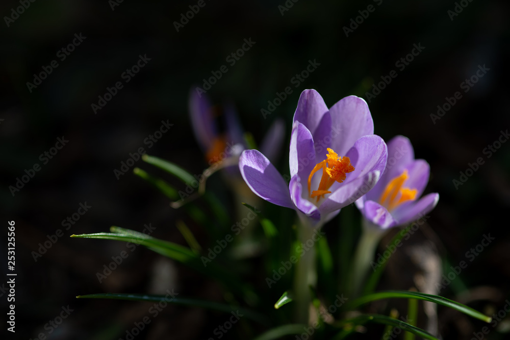 Springtime, close up of saffron flowers on natural backgroung