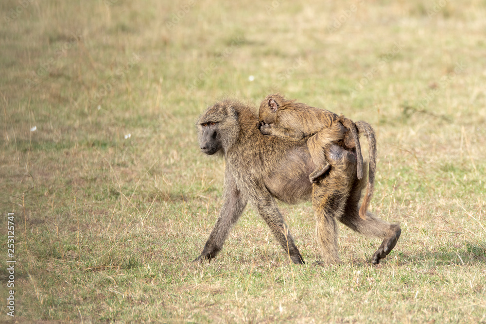Obraz premium A baby baboon riding on top his mom in the plains of africa inside Masai Mara National Reserve during a wildlife safari