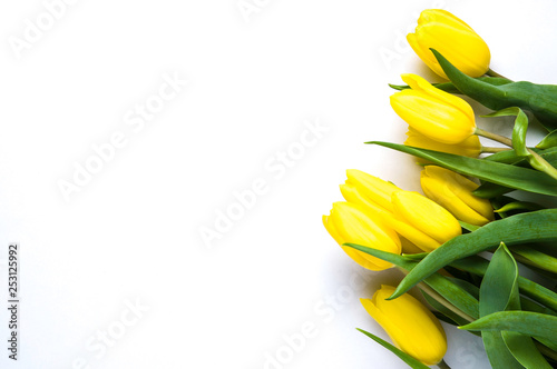 Yellow tulips on white background. The concept of spring or women's day