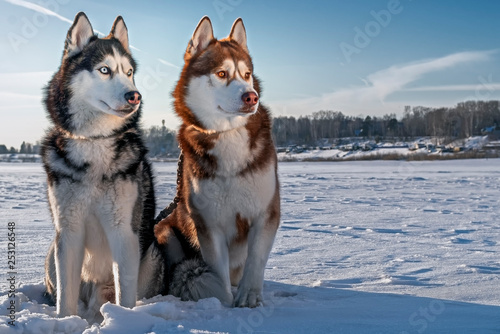 Two beautiful huskies walking on the winter beach. Siberian husky dogs on the snow.