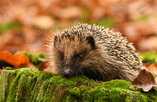 Foto Hedgehog in autumn forest