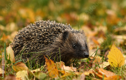 Hedgehog in autumn forest