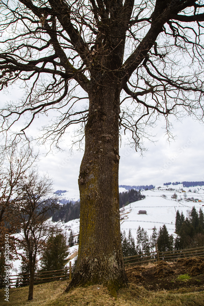 Winter landscape in the Carpathian mountains with gutsul culture. Winter landscape in the Carpathian mountains with gutsul culture.