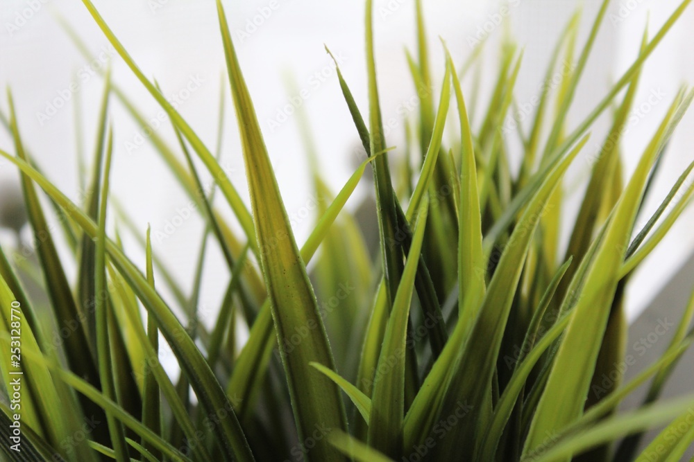 Naklejka premium green grass