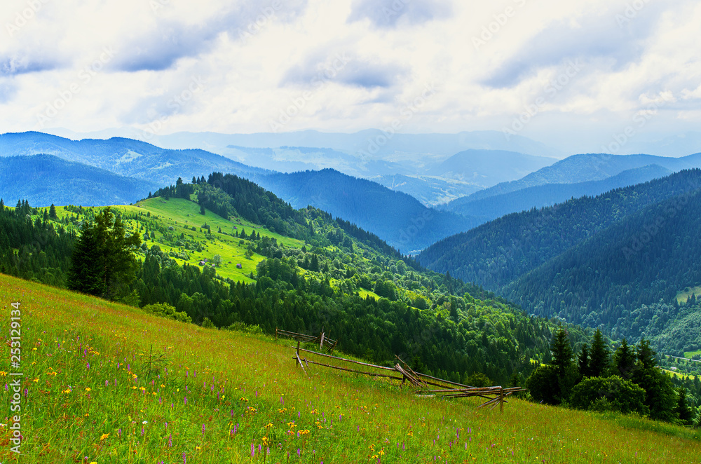 meadow in the mountains, slopes, growing trees in summer