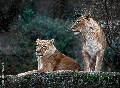 Lionesses on the rock. Latin name - Panthera leo