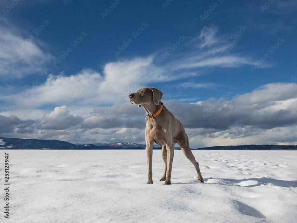 Weimaraner dog stands on snowy landscape Weimaraner dog stands on snowy landscape
