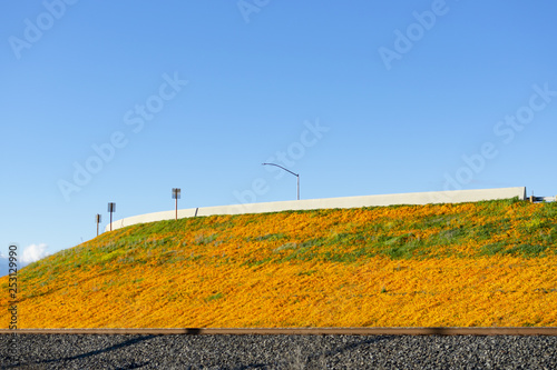 Orange Flowers in Atwater California