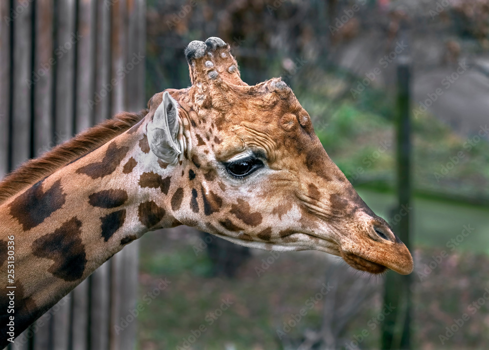 Giraffe`s head. The tallest living terrestrial animal and the largest  ruminant. Latin name - Giraffa camelopardalis Stock Photo | Adobe Stock